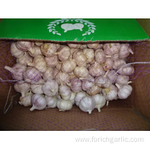 Fresh Normal Garlic Jinxiang